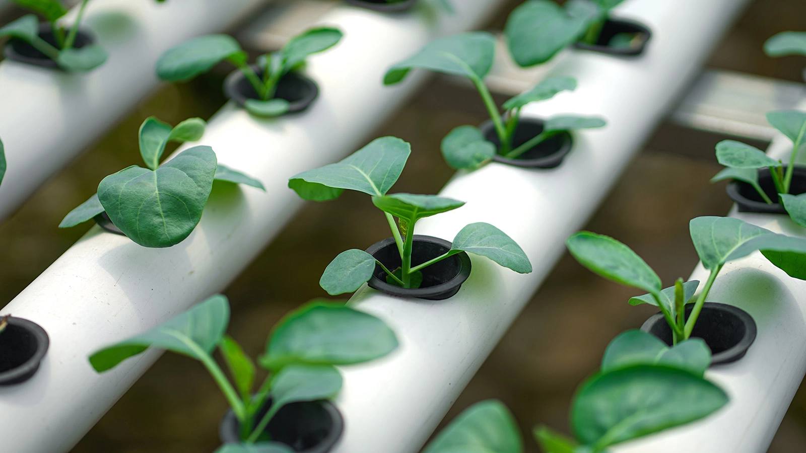 Что такое гидропоника: как выращивают растения без земли