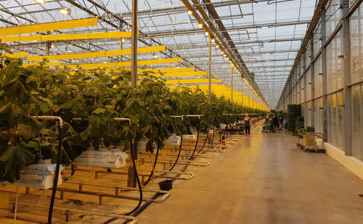 РБК Черноземье