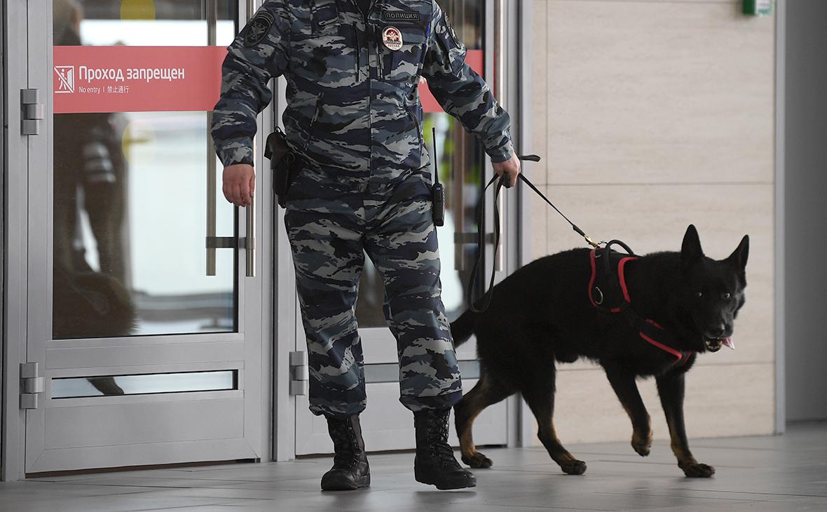 Сотрудник полиции с собакой в аэропорту Шереметьево