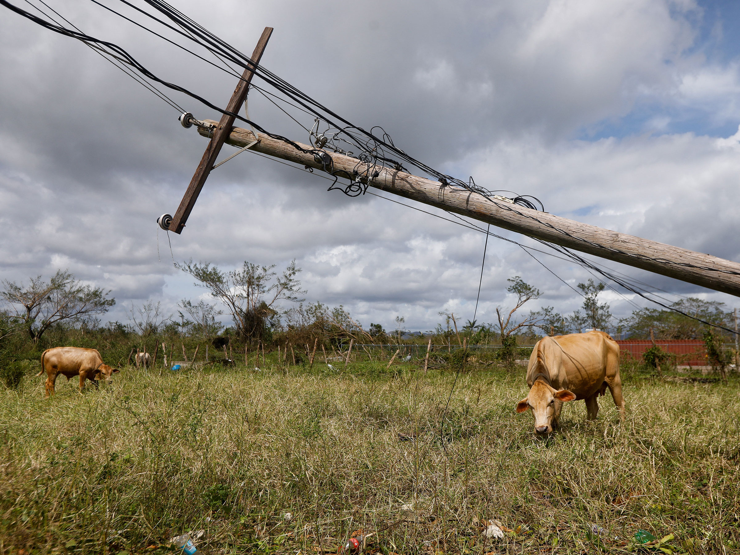Округ Сент-Элизабет, Ямайка, 29 октября 2025 года.