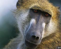 Посетительница зоопарка подала в суд на обезьяну