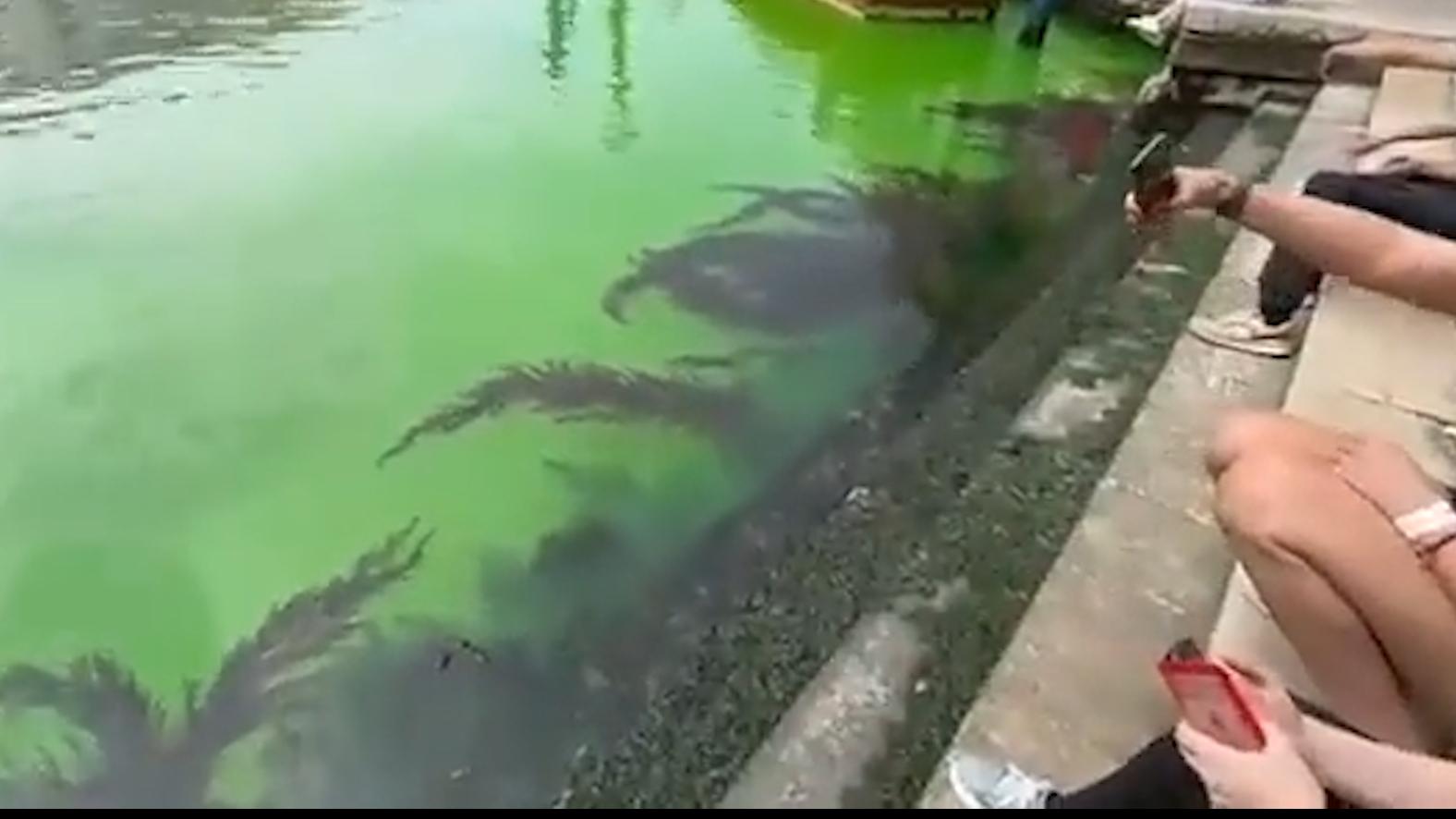 Вода в Гранд-канале в Венеции окрасилась в зеленый цвет