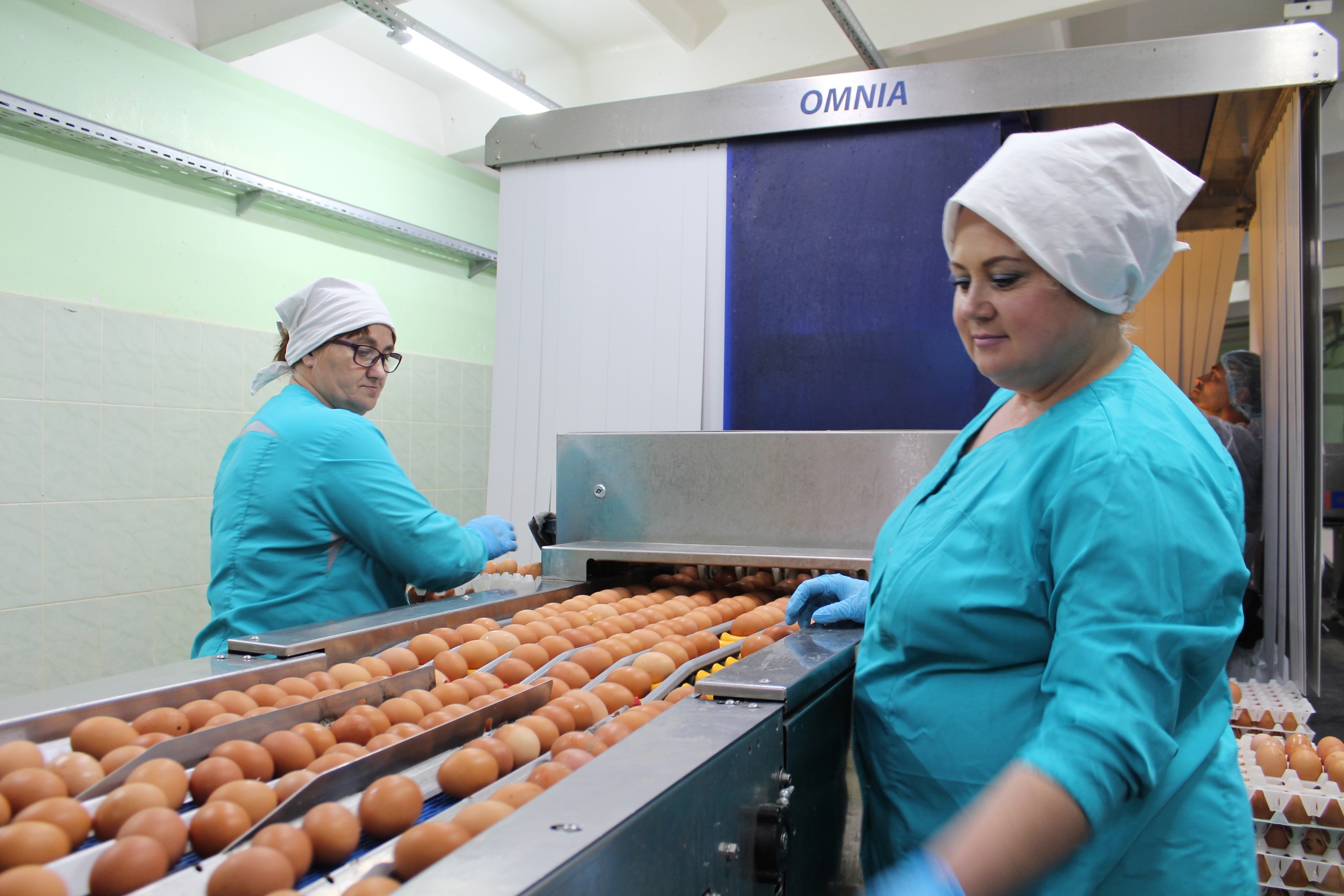 В Новосибирской области производство мяса птицы выросло, а яйца — упало —  РБК