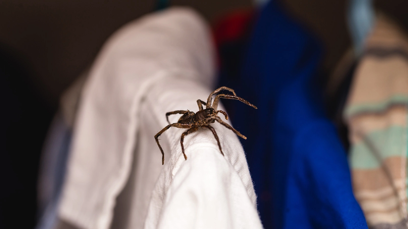 В Британии мужчина умер после укуса ядовитого питомца-паука