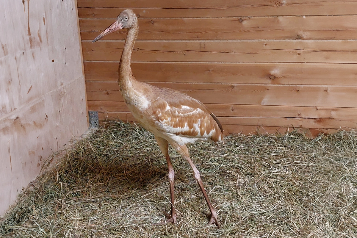 Птенец стерха, которого спасли в якутской тундре и назвали Удьуор («потомок», «наследие»)