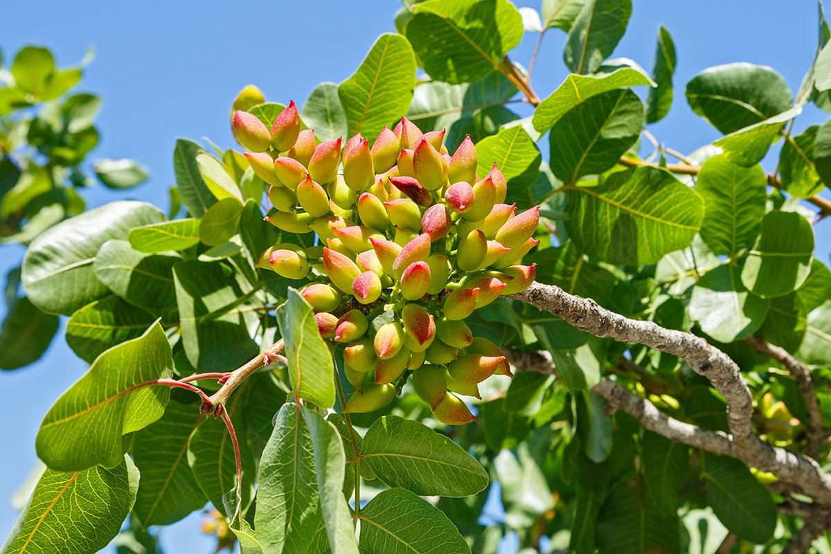 Когда плод созревает, оболочка меняет цвет с зеленого на желто-красный