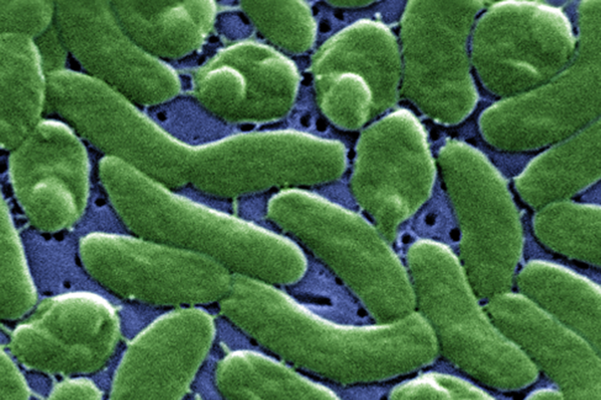 Бактерия Vibrio vulnificus