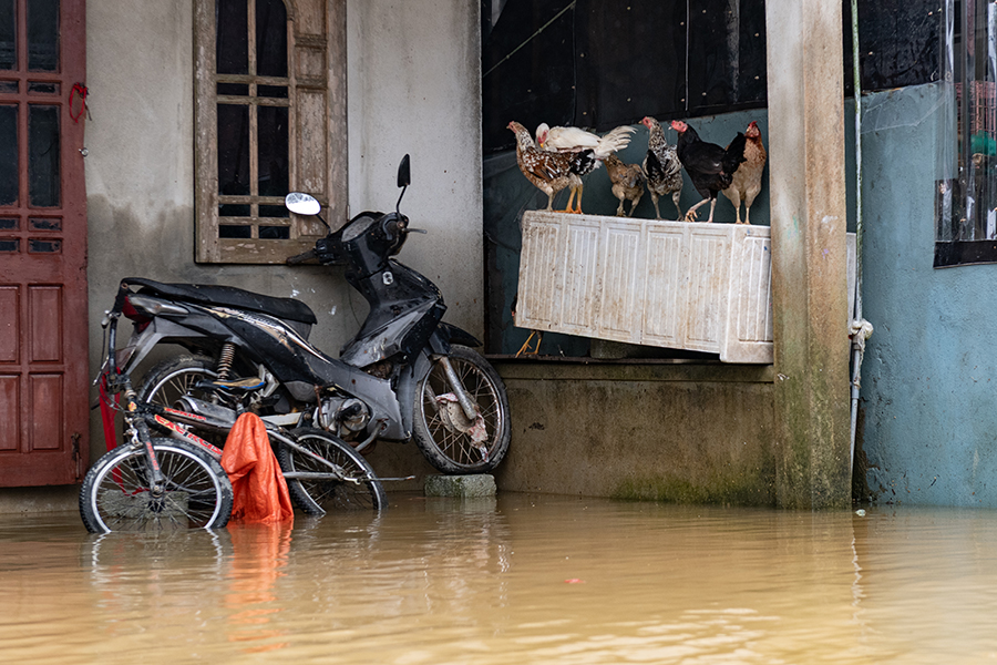 Скот и личные вещи местные жители стараются разместить повыше, чтобы они не пострадали из-за наводнения&nbsp;
&nbsp;