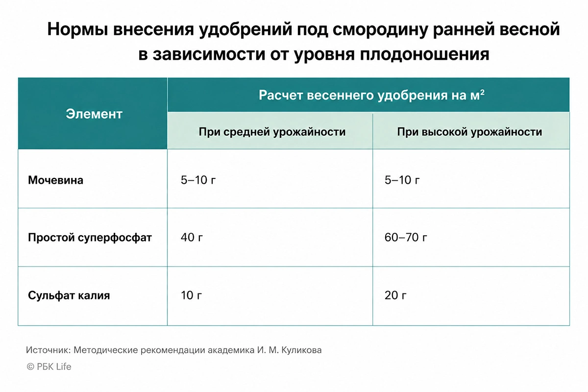 Схема весенней подкормки смородины с зарыхлением удобрений под корень