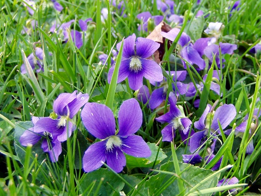 Фиалка надрезанная (лат. Viola Incisa)