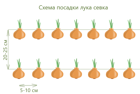 Современные технологии возделывания лука. Как сажают лук на полях?