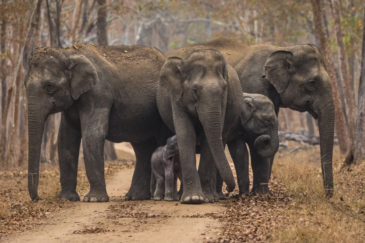Индийский слон относится к азиатскому виду. Современная численность всей популяции колеблется от 30 до 50 тыс. особей