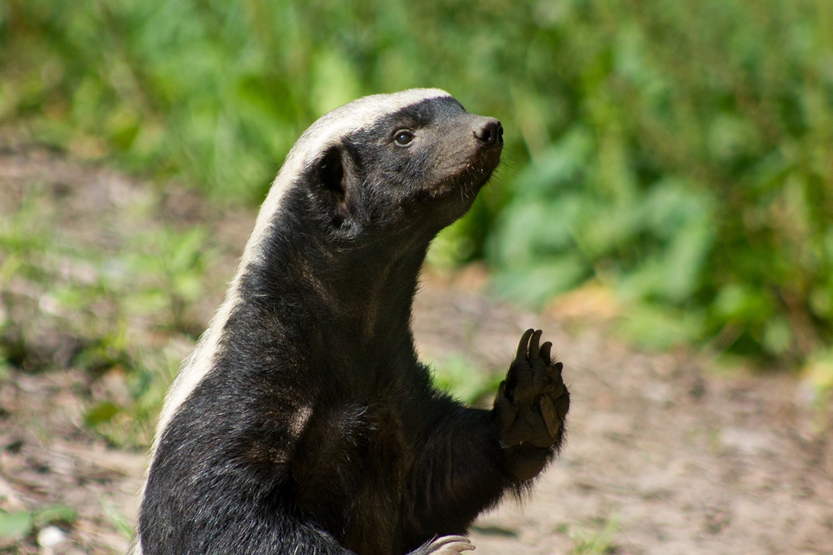 В разных странах медоеда называют по-своему: «ратель», «лысый барсук», «медовый барсук»