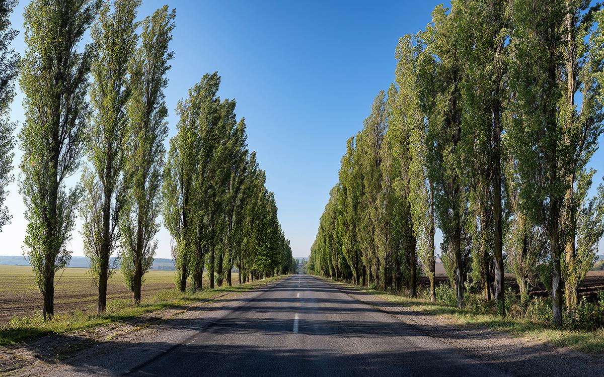 Фото: mylisa / Shutterstock / FOTODOM