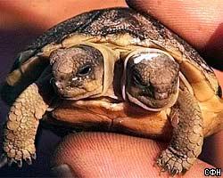 В Южной Африке найдена черепаха о двух головах