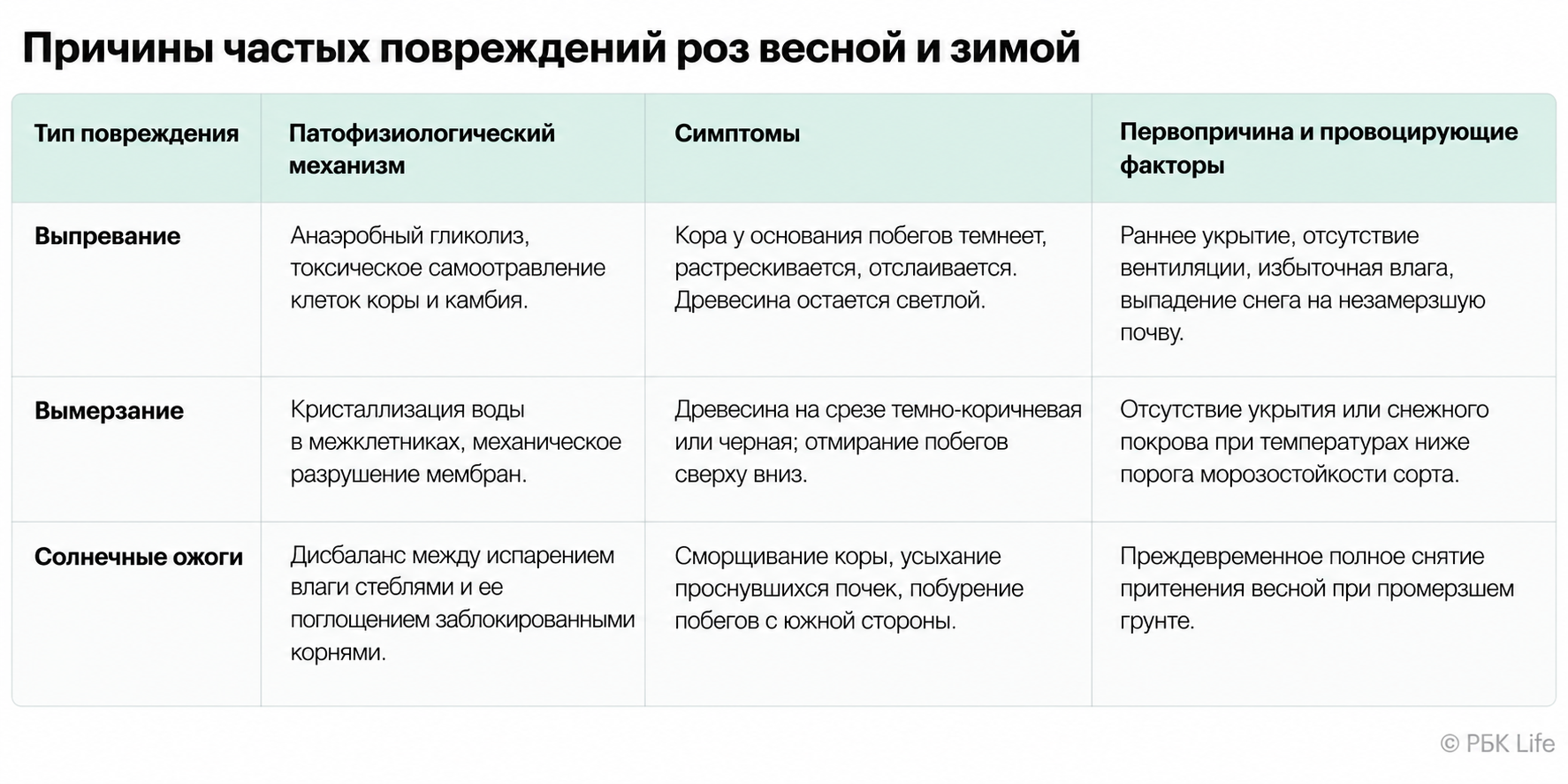 Розы повреждаются в зимне-весенний период по трем причинам