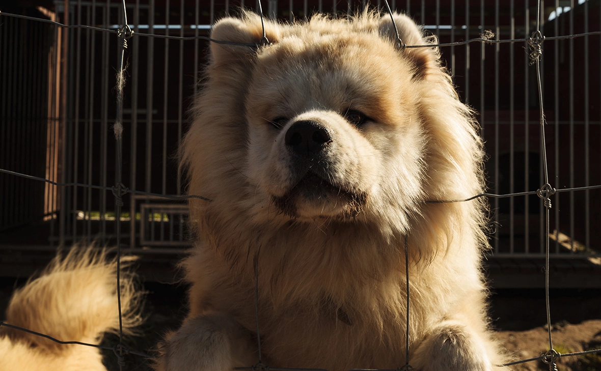 Владислав Шатило / РБК