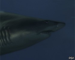 На египетском курорте поймана акула-людоед
