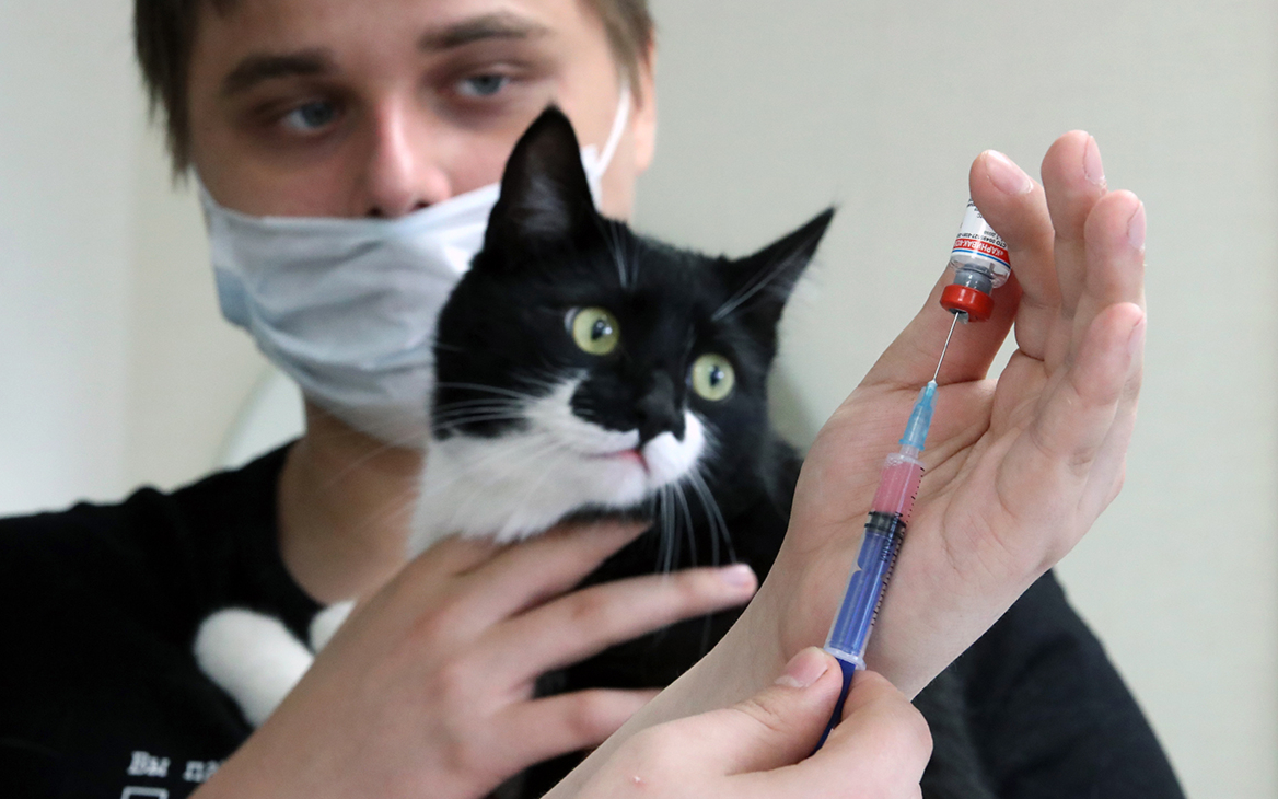 Власти рассказали о «взвешенной» вакцинации кошек в России
