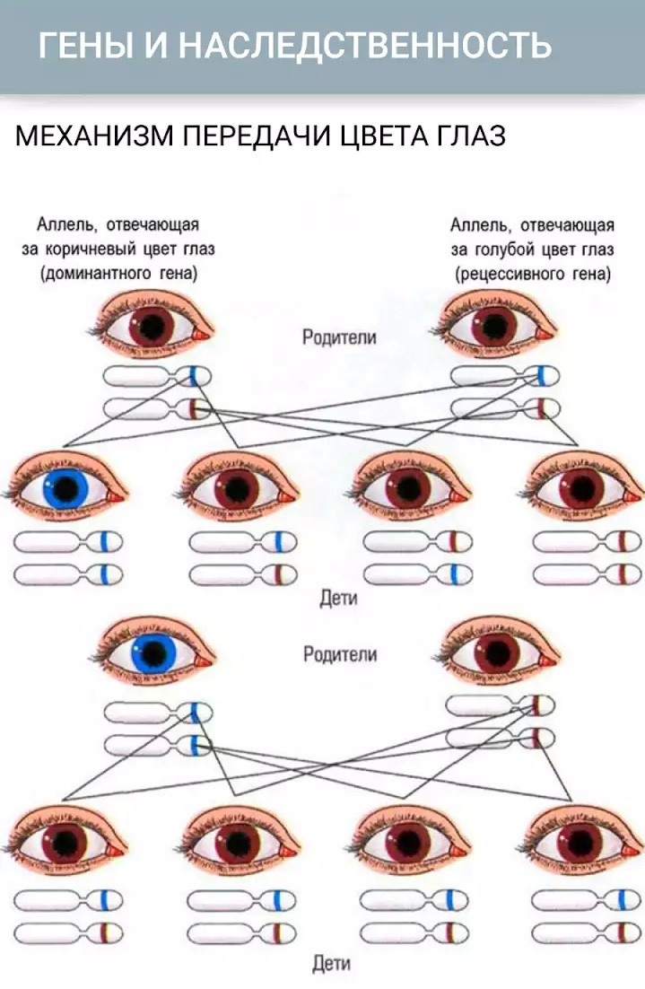 Самый популярный пример&nbsp;&mdash; цвет глаз. Карий цвет&nbsp;&mdash; доминантный признак, а за серые, голубые и зеленые глаза отвечает рецессивный ген. Но и у кареглазых родителей (как на рисунке) может родиться голубоглазый ребенок, хотя вероятность этого небольшая. Это произойдет в случае, если ребенок получил два рецессивных гена.