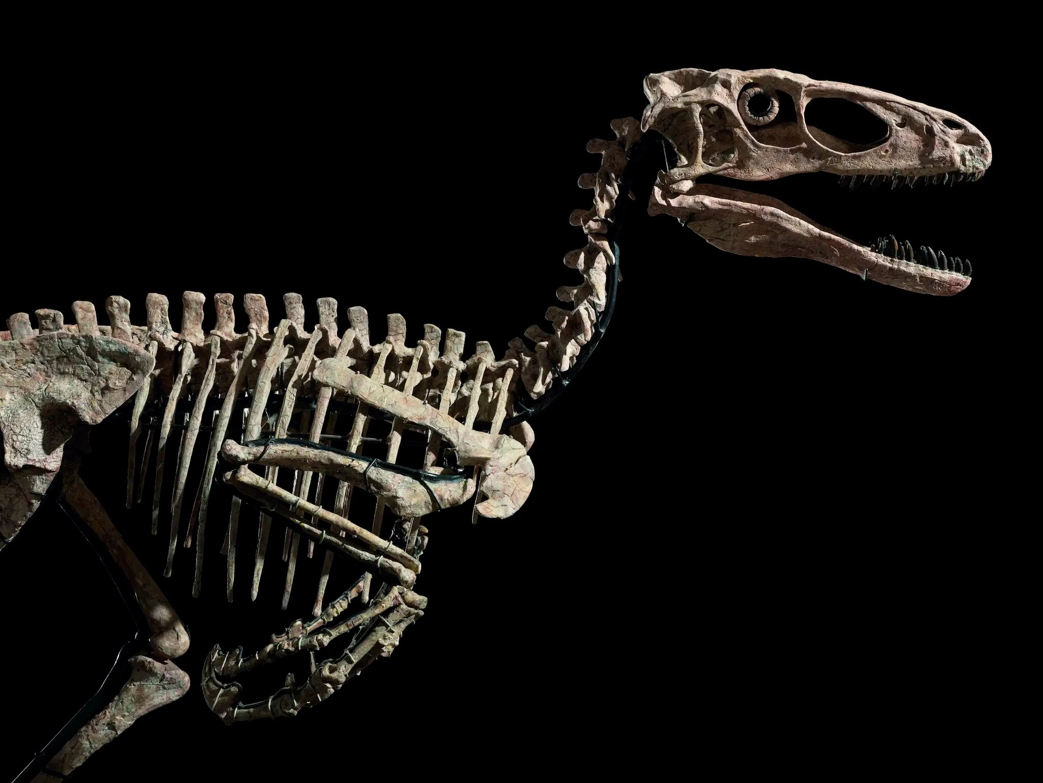 The Deinonychus antirrhopus specimen, nicknamed Hector, was discovered in Montana.