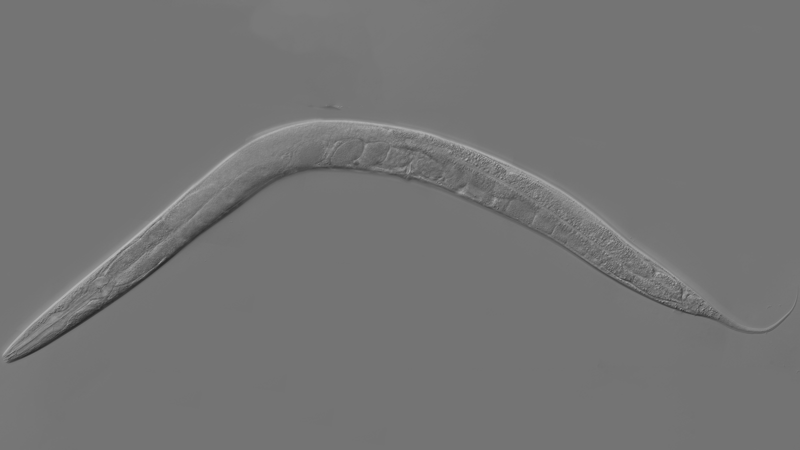 <p>Круглый червь Caenorhabditis elegans</p>