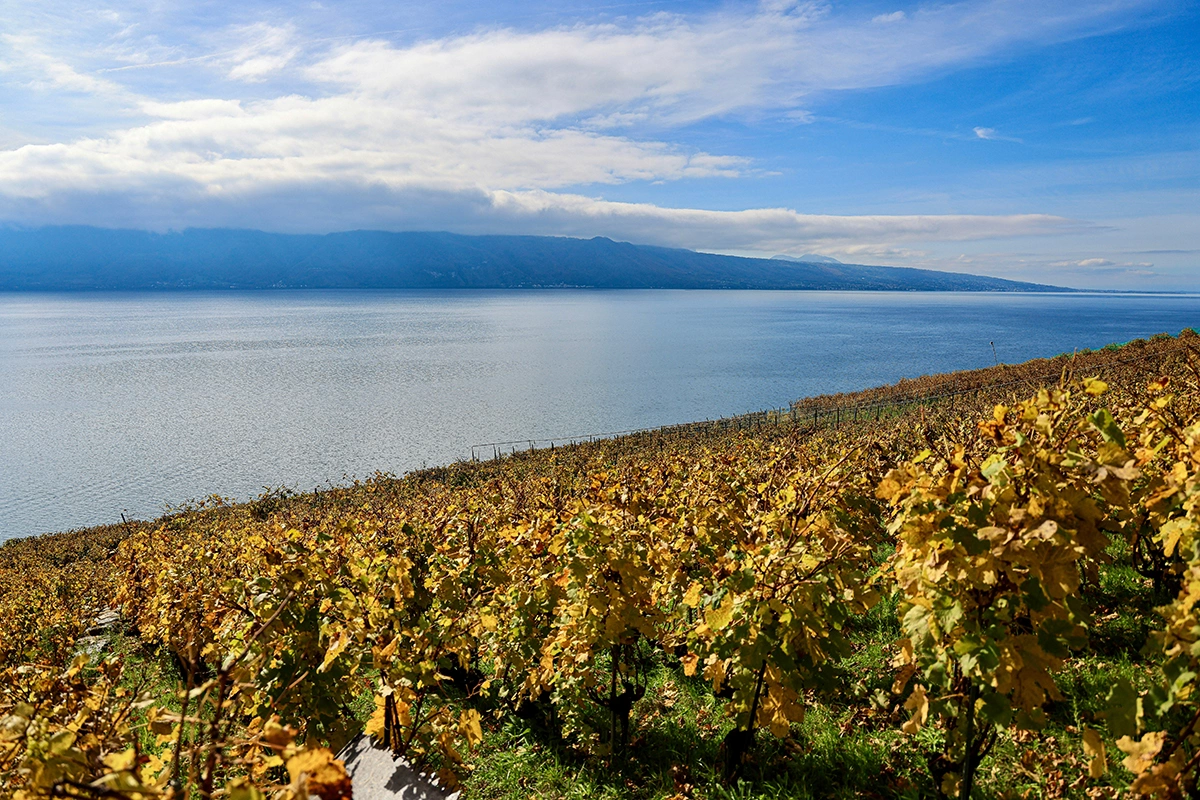 Алкогольные напитки, в первую очередь крымские вина, стали самыми популярными товарами повседневного спроса среди продукции, производимой в Крыму