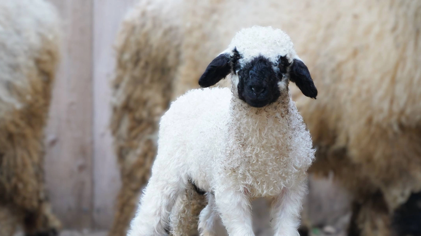 Ягненок Снежок