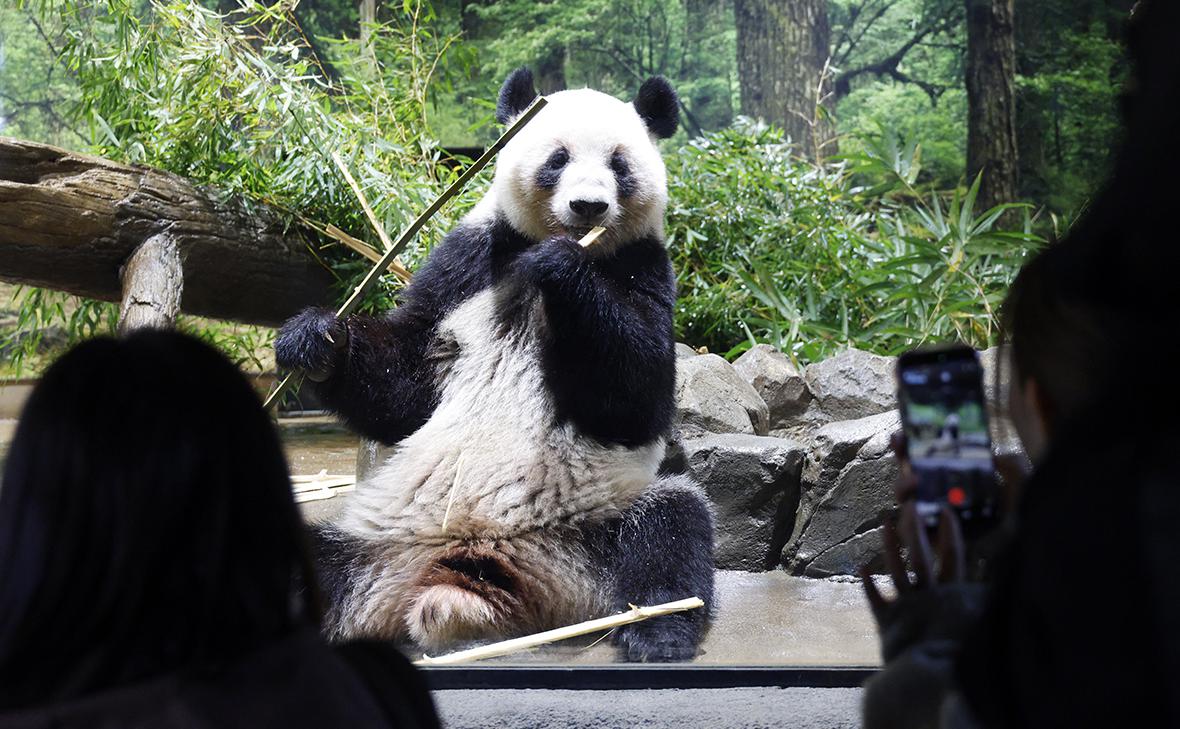 Япония. Токио. Большая панда Лей-Лей в зоопарке Уэно