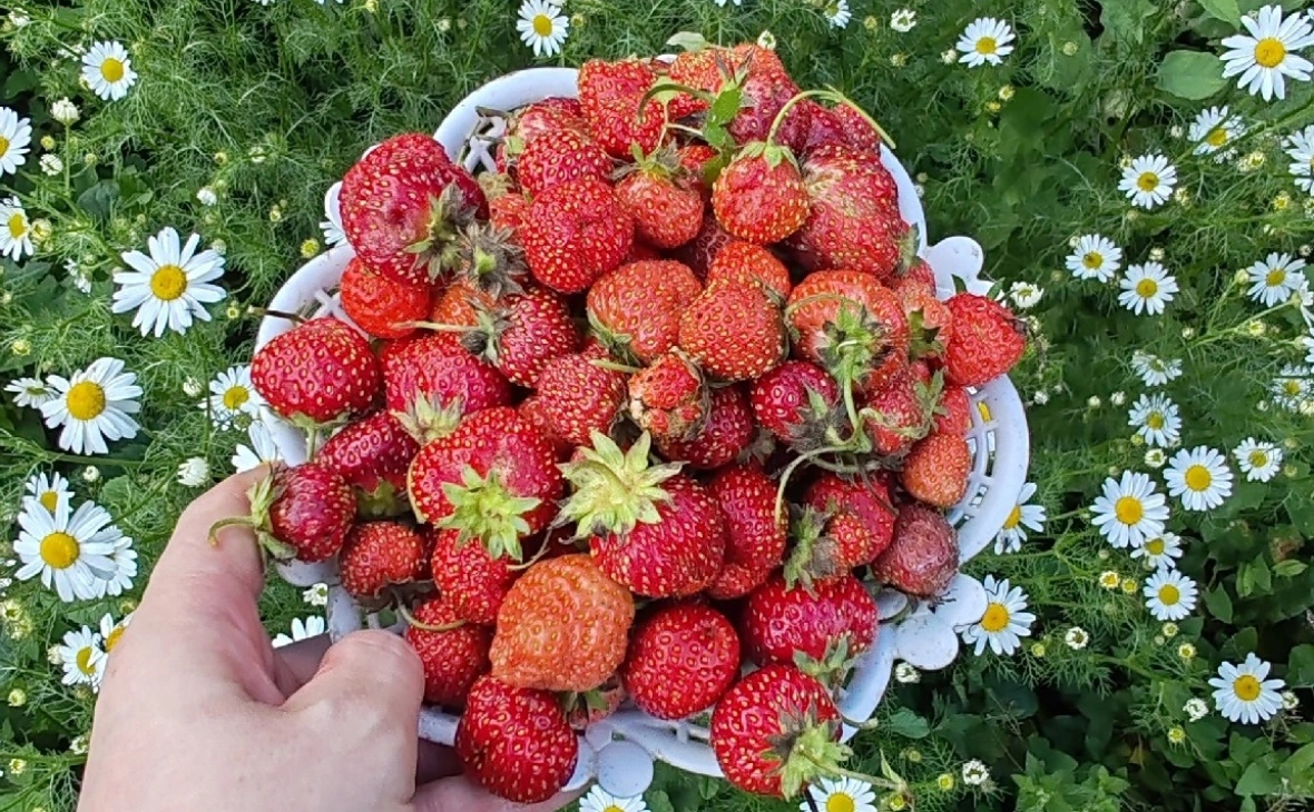 РБК Черноземье