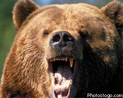 В Японии медведь напал на группу туристов на остановке