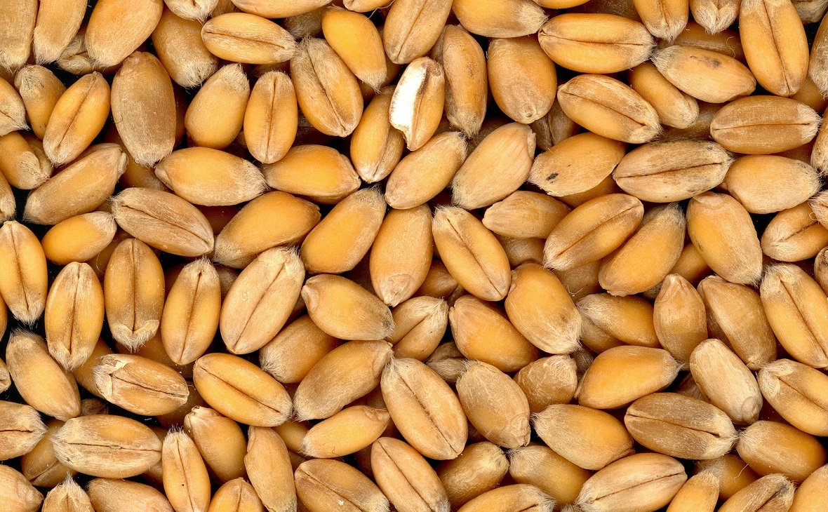 Агрохолдинг «Степь» стал первым клиентом зернового онлайн-маркетплейса