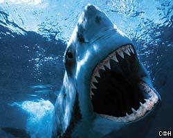 Англичанам угрожают гигантские акулы
