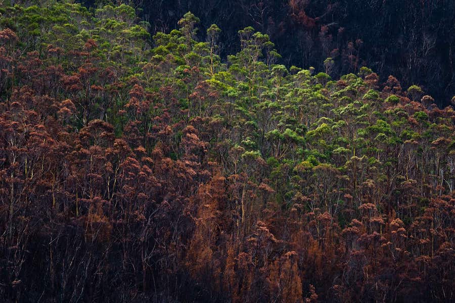 Победитель в номинации &laquo;Проект&raquo;. Серия фотографий &laquo;ASH&raquo; документирует беспрецедентные пожары в Тасмании (Австралия): на изображениях запечатлены такие районы как Харц-Маунтинс, национальный парк реки Франклин Гордон, Великие озера и восточное побережье Тасмании. В серии показана тонкая грань между выживанием и разрушением, а также возрождение жизни