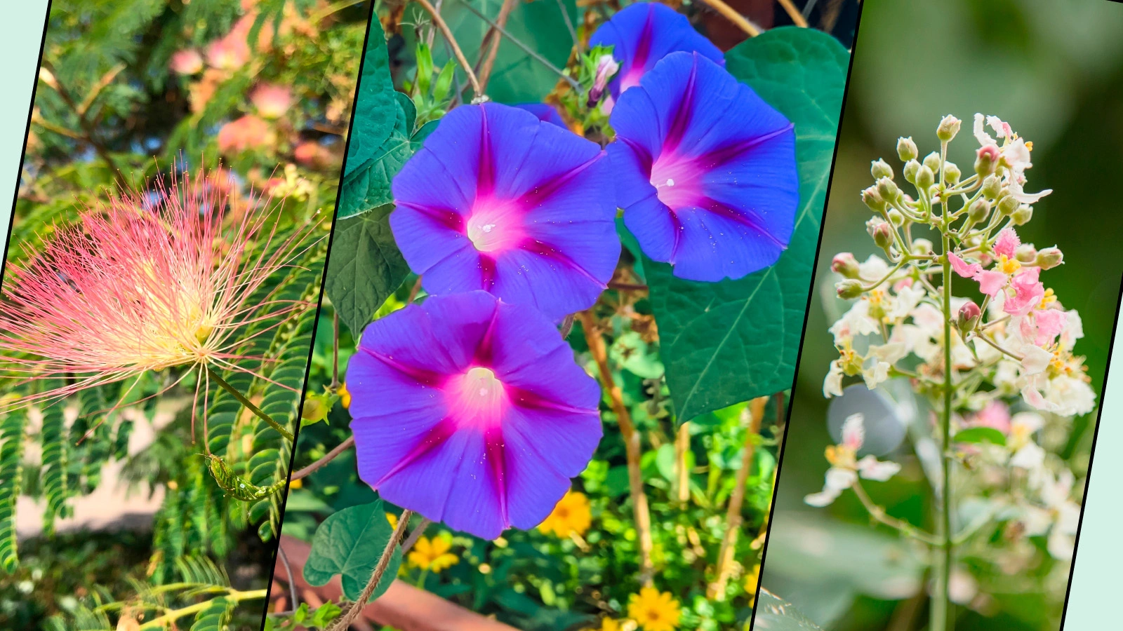 Мимоза хостилис (растение вида Mimosa tenuiflora), ипомея трехцветная (растение вида Ipomoea tricolor), банистериопсис каапи (растение вида Banisteriopsis caapi)