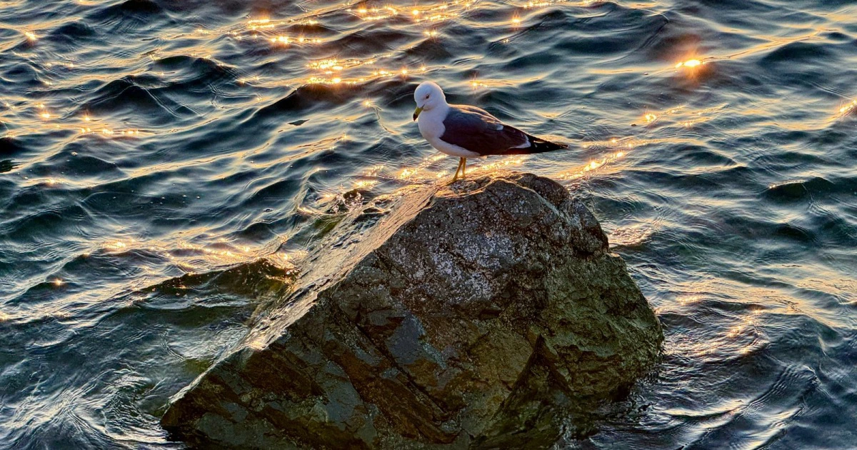 РБК Приморье