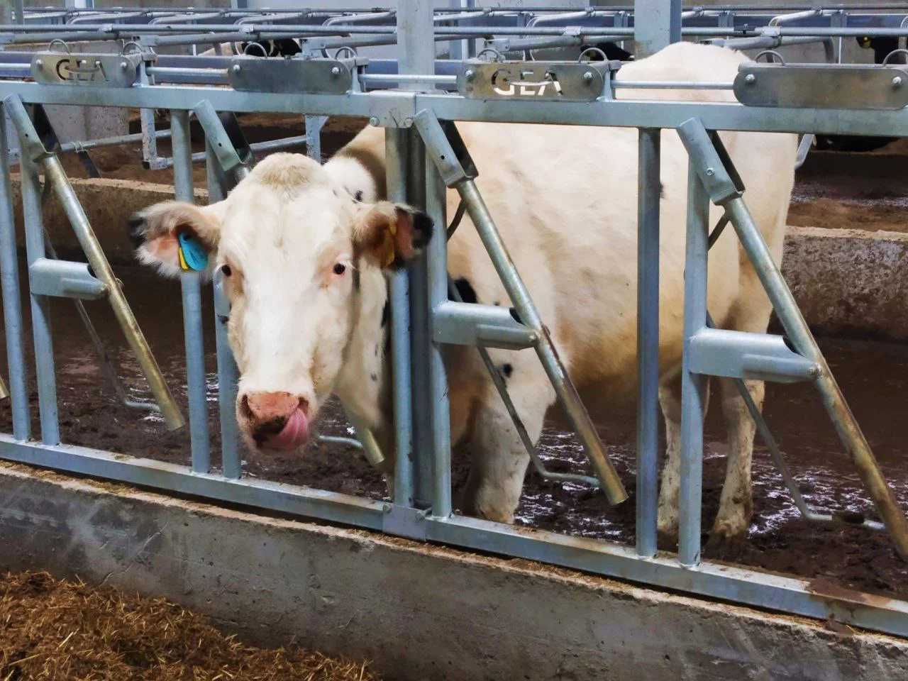 Алексей Коваленок / РБК Новосибирск