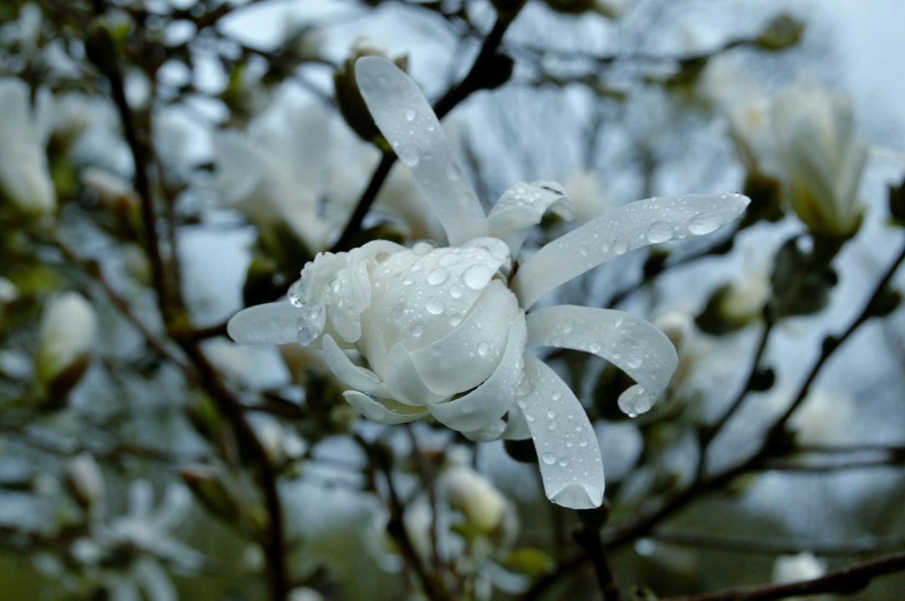 Фото группы "«Погода и метеоявления в Калининградской области» 