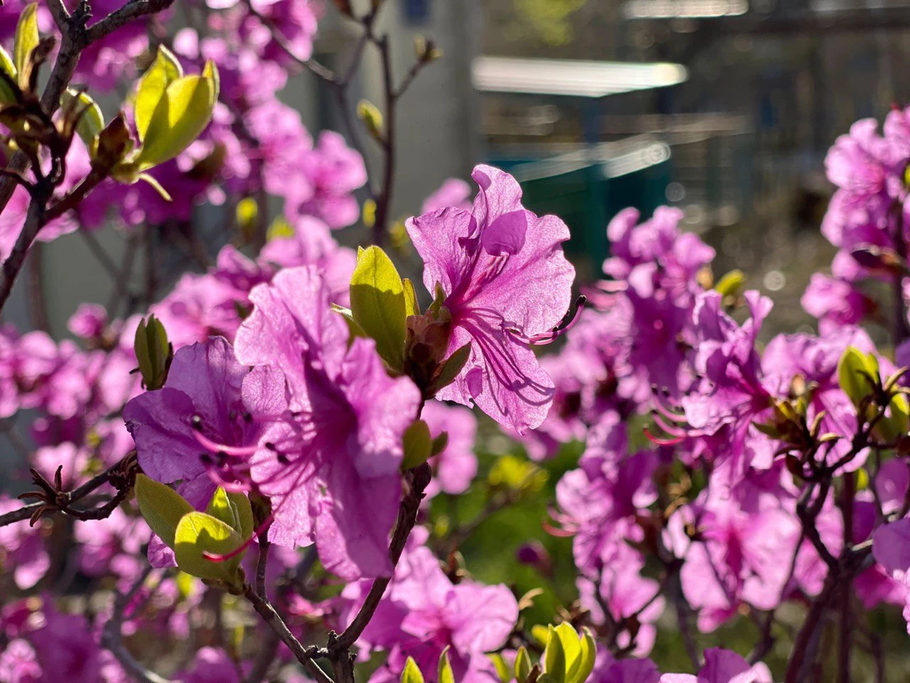 РБК Приморье