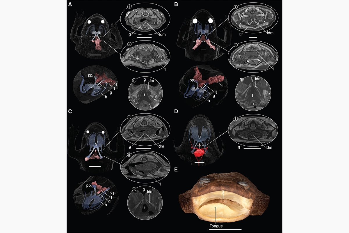 <p>Изображения расположения и строения легких лягушки вида Barbourula kalimantanensis,&nbsp;полученные методом микросканирования</p>