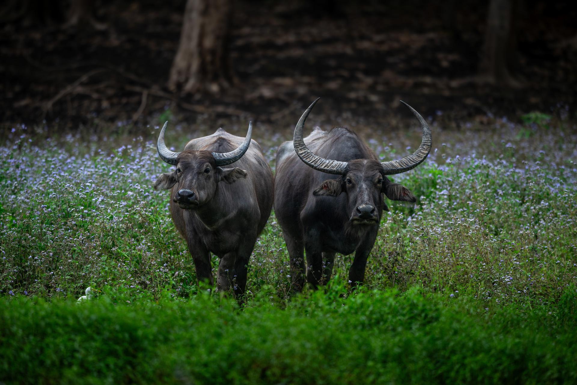 Фото: Som Moulick / Shutterstock / Fotodom