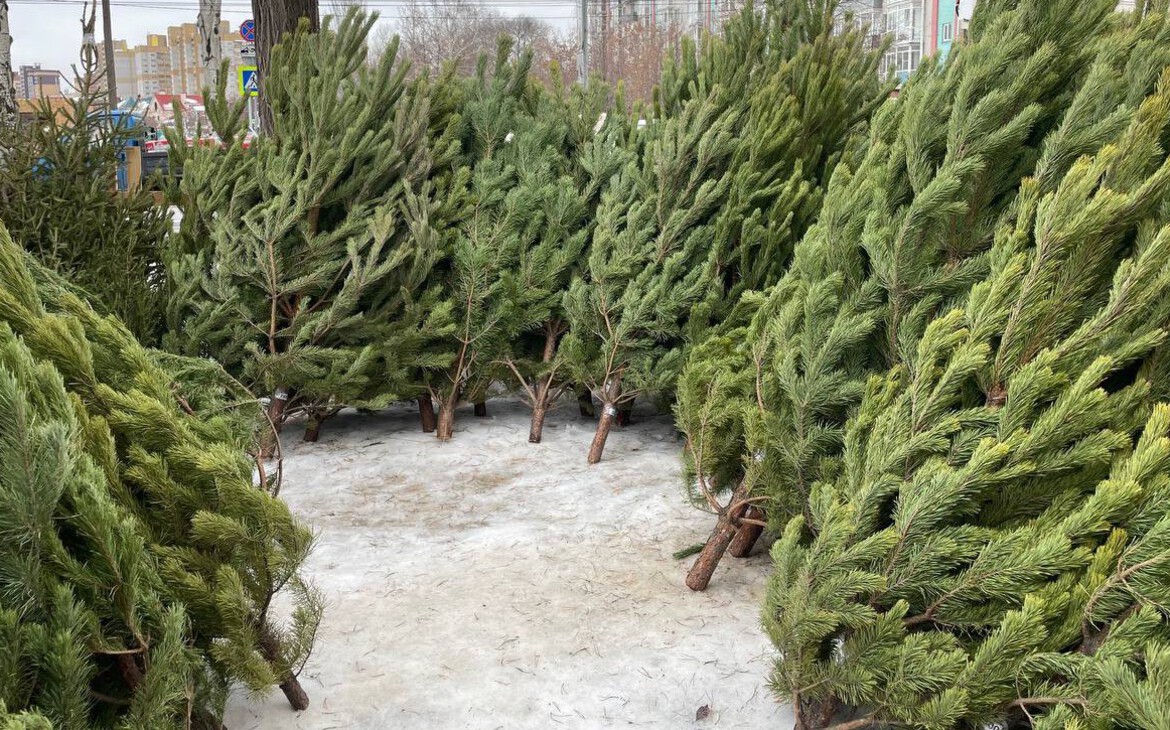 Фото: Телеграм-канал Сергея Шелеста