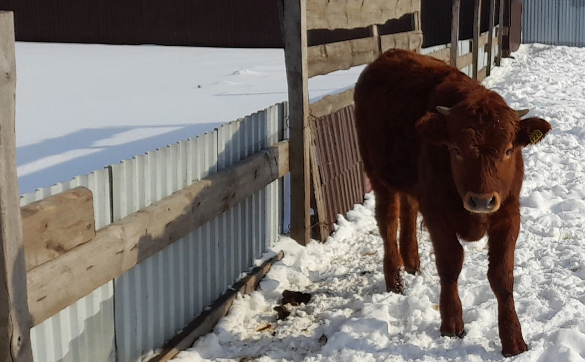 РБК Черноземье 