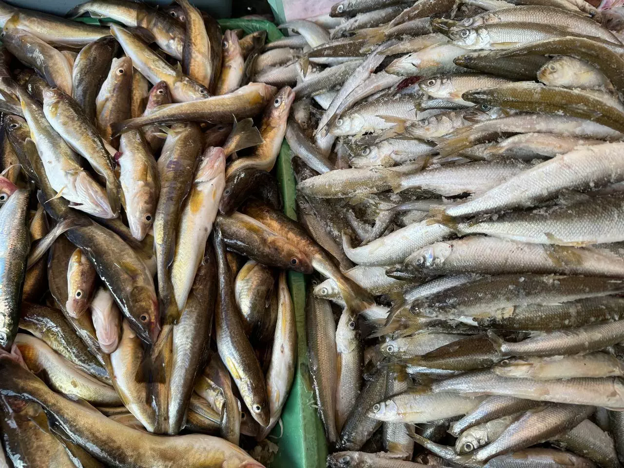 РБК Приморье