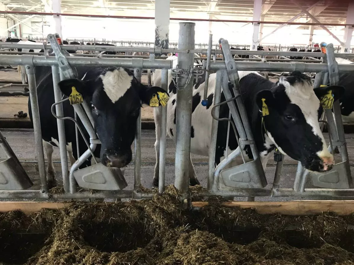 РБК Приморье