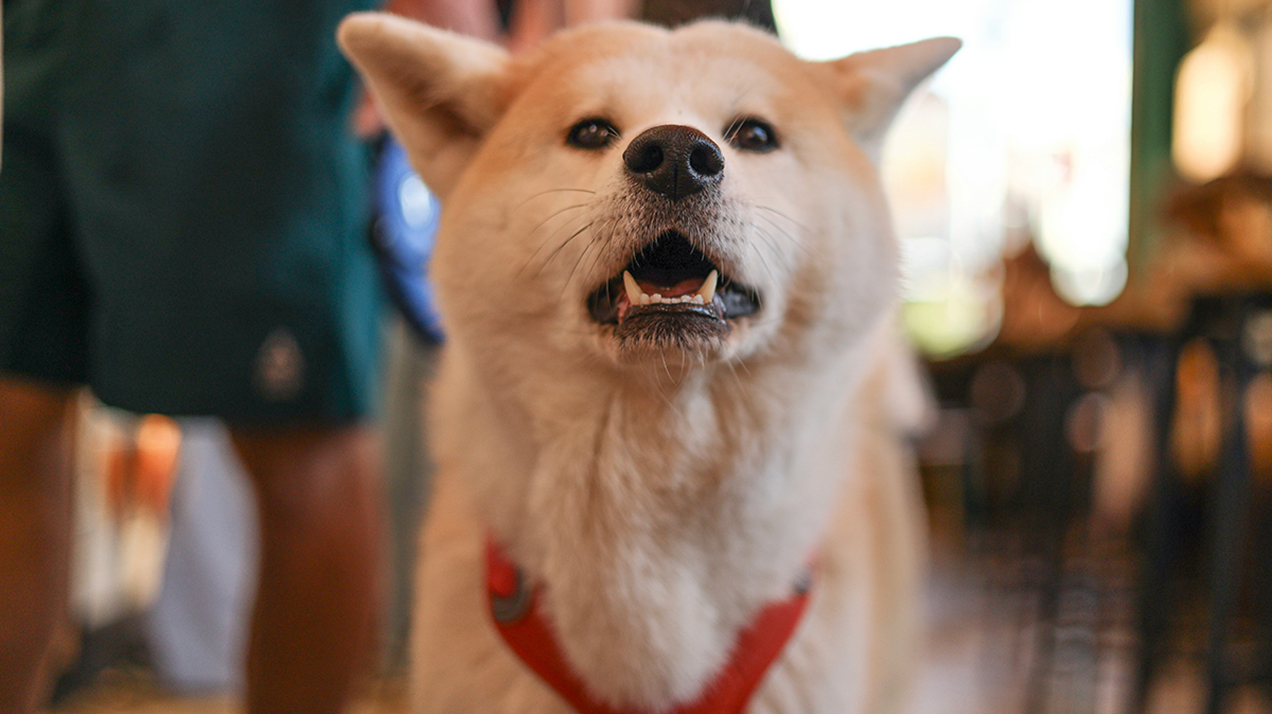 Пиво для четвероногого: 12 дог-френдли баров Москвы