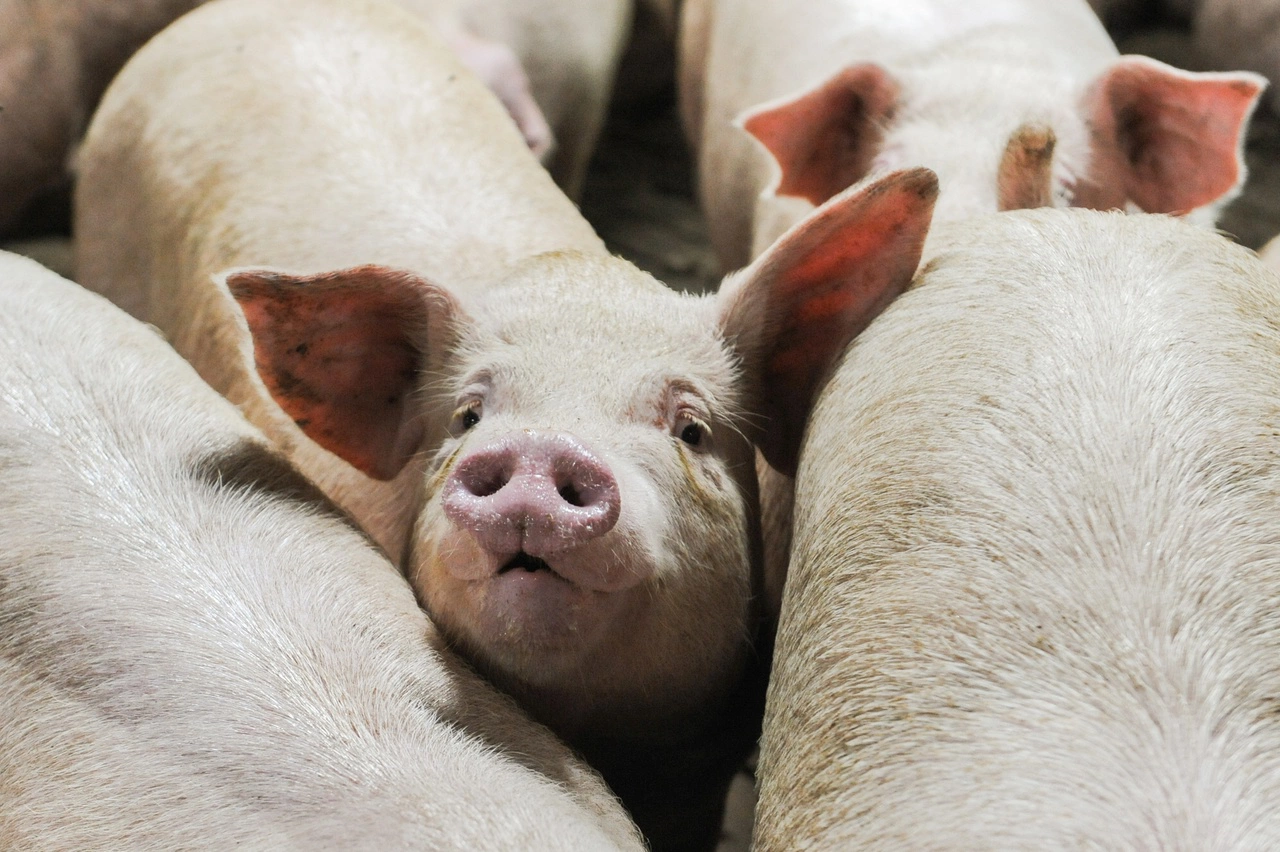 Вадим Ахметов / РИА URA.RU