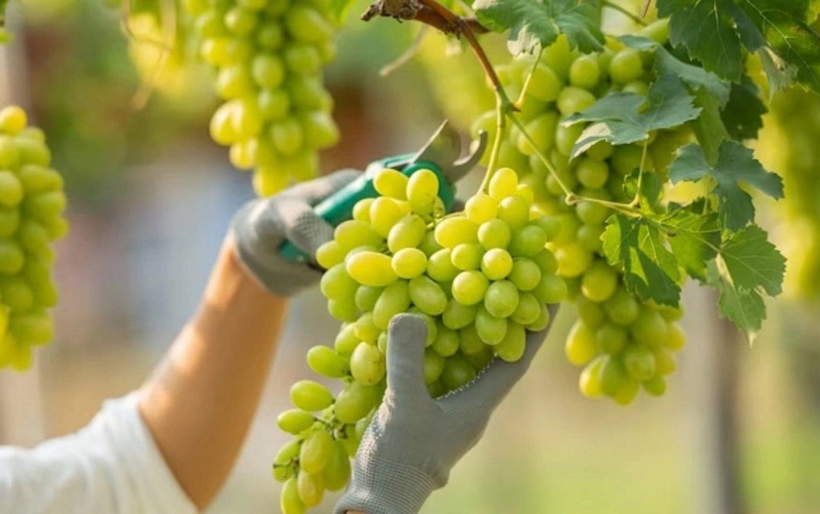 Инструменты для подвязки винограда