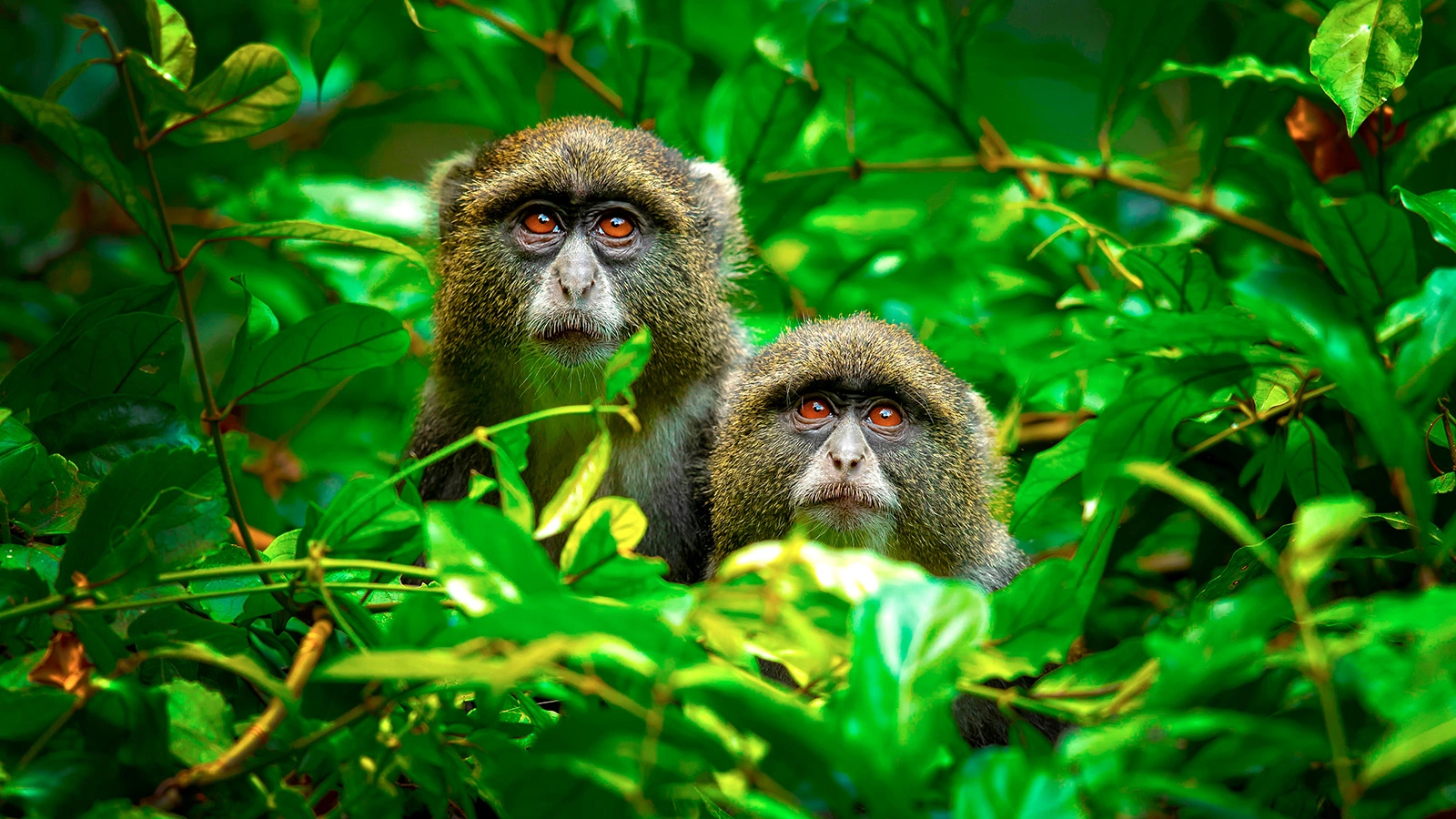 Белогорлые мартышки (Cercopithecus albogularis)