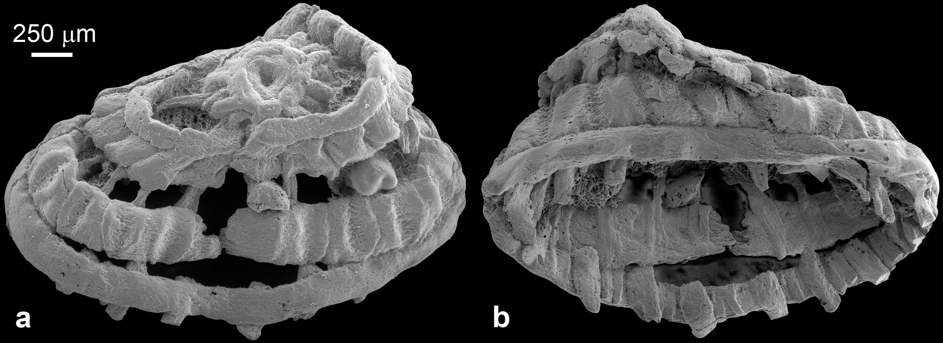 <p>Увеличенное с помощью микроскопа изображение обнаруженных в Китае окаменелостей возрастом 535 млн лет</p>